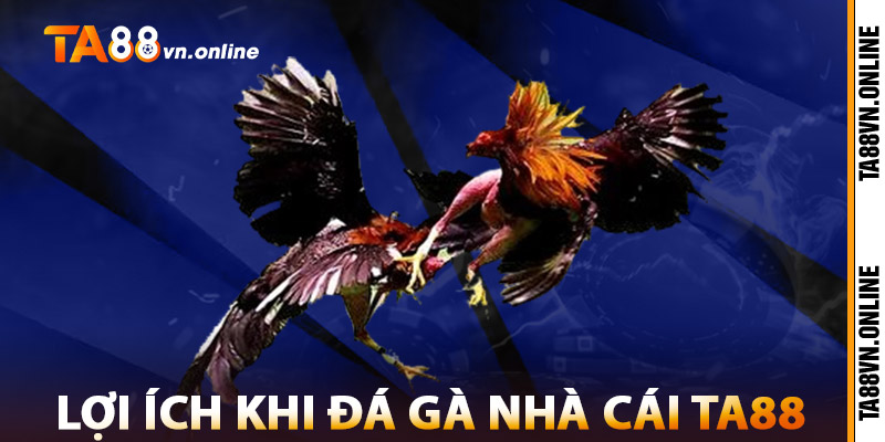 Đá Gà TA88 – Trải Nghiệm Đá Gà Thomo, Gà Nòi Kịch Tính 2 Lợi Ích Khi Đá Gà TA88